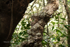 Dalbergia horrida